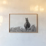 Wild Dartmoor Pony by Deborah Revell. shown as a paper print in a natural frame. Available as a archival giclee rolled canvas, fine art paper, or poster print. SKU 94289i.