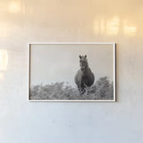 Wild Dartmoor Pony by Deborah Revell. shown as a paper print in a white frame. Available as a archival giclee rolled canvas, fine art paper, or poster print. SKU 94289i.