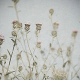 Wild Flowers I No Texture by Deborah Revell. SKU 91916a. Archival Giclee Fine art print for wall decor.