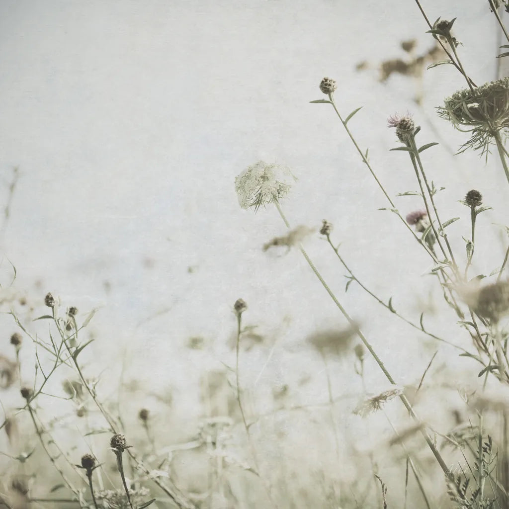 Wild Flowers II No Texture by Deborah Revell. SKU 91917a. Archival Giclee Fine art print for wall decor.