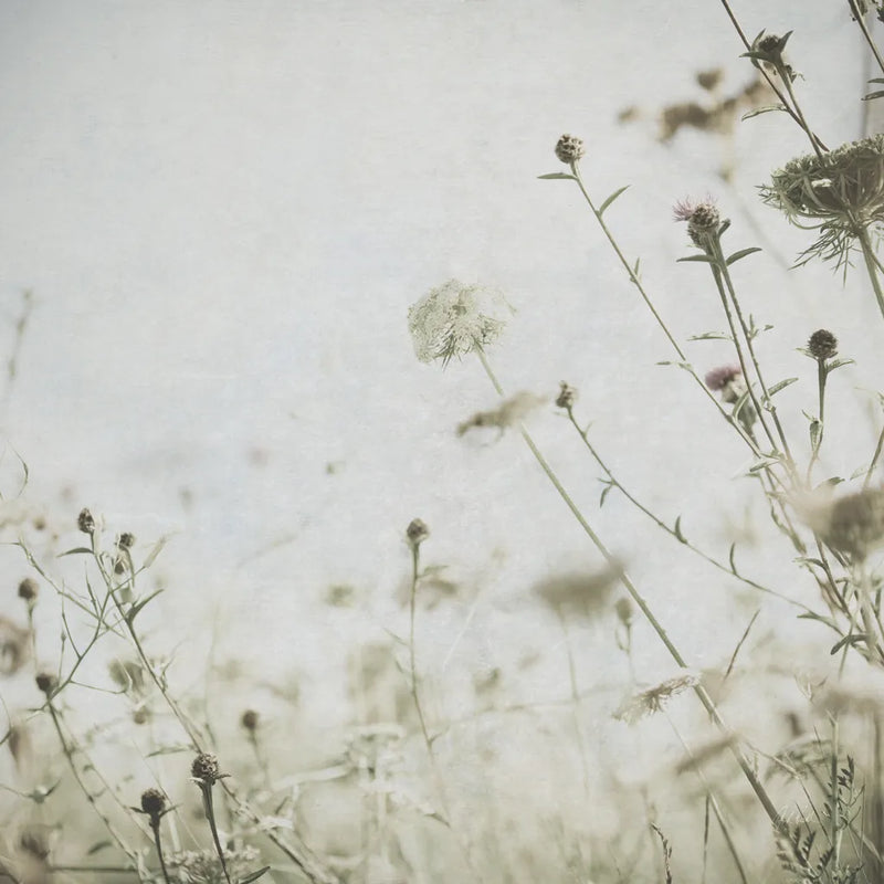 Wild Flowers II No Texture by Deborah Revell. SKU 91917a. Archival Giclee Fine art print for wall decor.