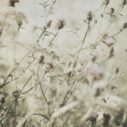 Wild Flowers III No Texture by Deborah Revell. SKU 91918a. Archival Giclee Fine art print for wall decor.