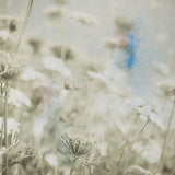 Wild Flowers IV by Deborah Revell. SKU 91255a. Archival Giclee Fine art print for wall decor.