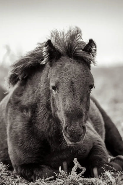 Wild Foal by Deborah Revell. SKU 94290h. Archival Giclee Fine art print for wall decor.