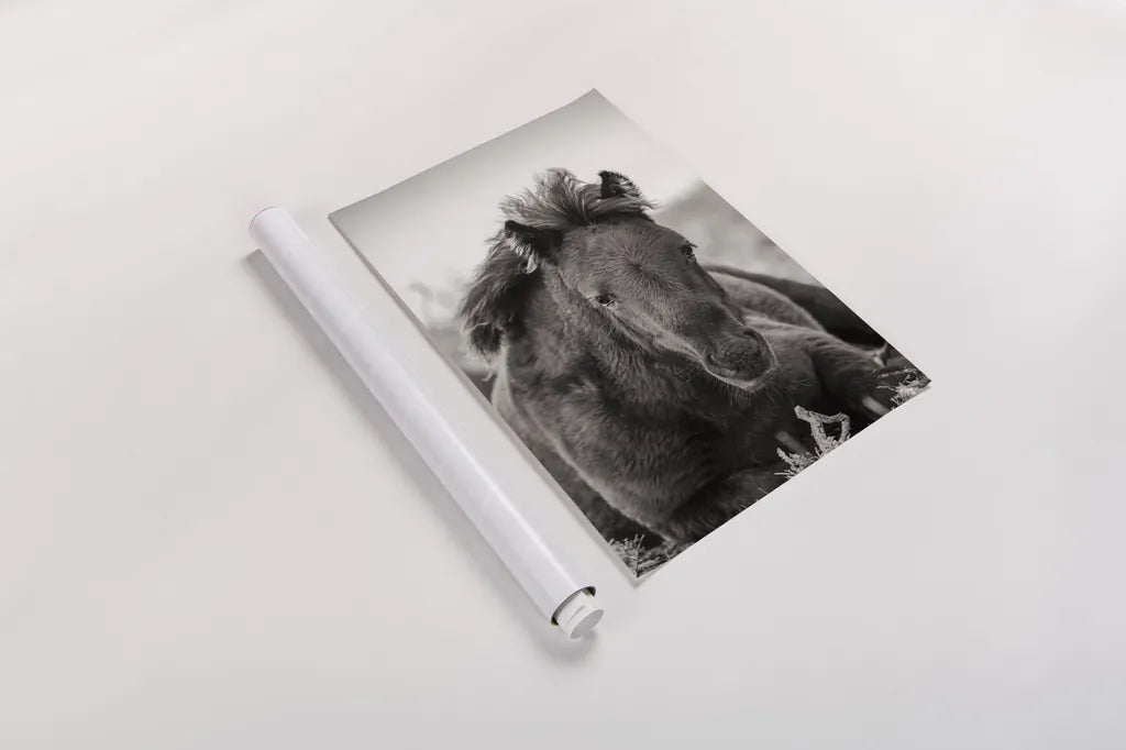 Wild Foal by Deborah Revell. shown as a rolled paper print. Available as archival giclee rolled canvas, fine art paper, or poster print. SKU 94290h.