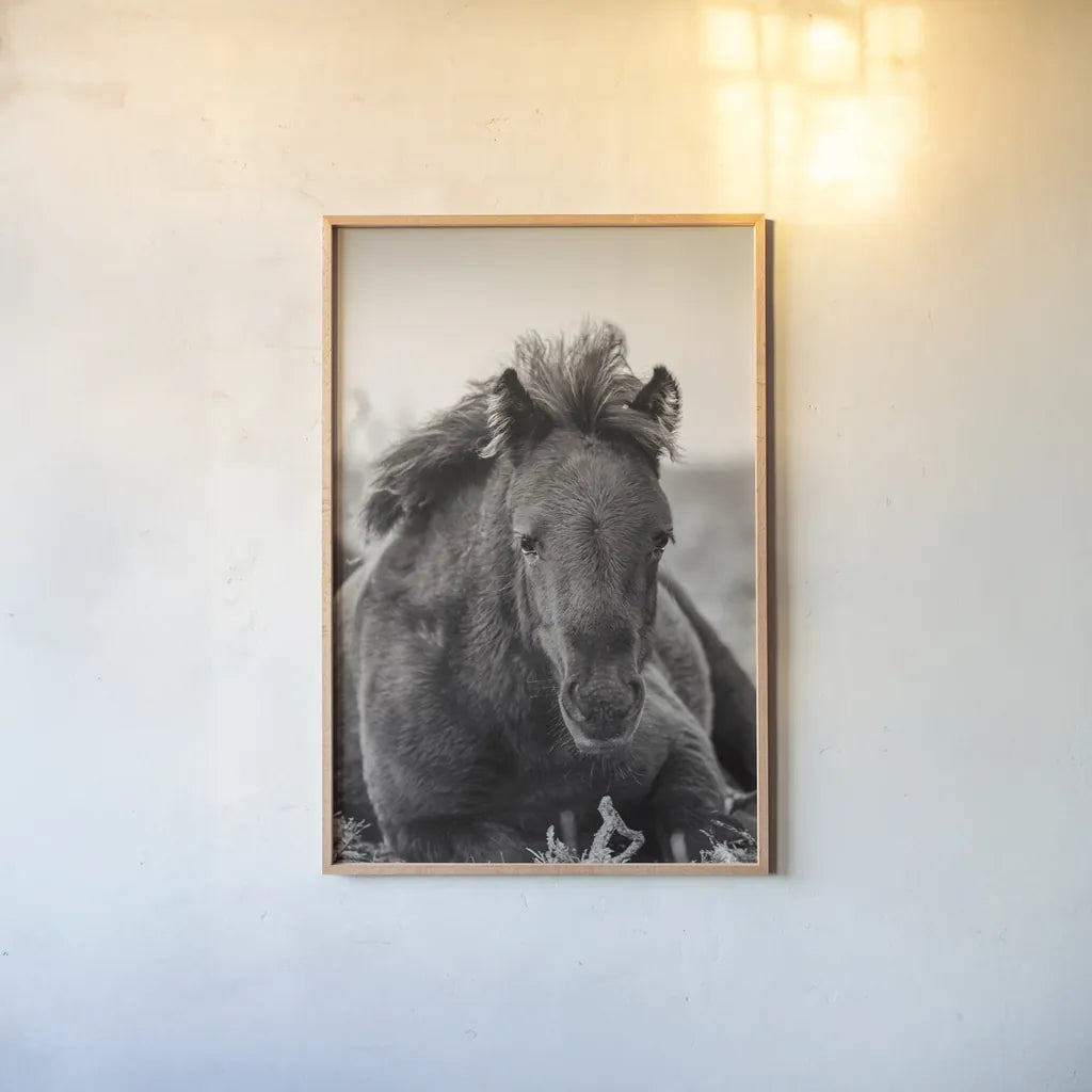 Wild Foal by Deborah Revell. shown as a paper print in a natural frame. Available as a archival giclee rolled canvas, fine art paper, or poster print. SKU 94290h.