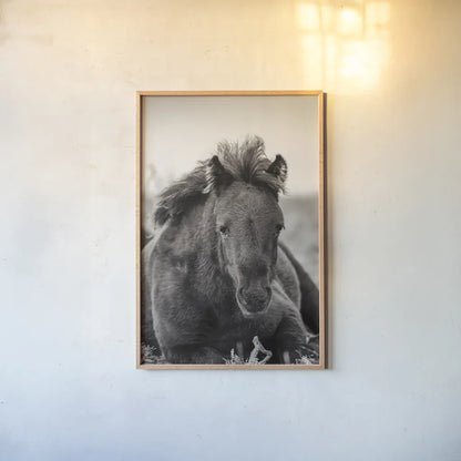 Wild Foal by Deborah Revell. shown as a paper print in a natural frame. Available as a archival giclee rolled canvas, fine art paper, or poster print. SKU 94290h.
