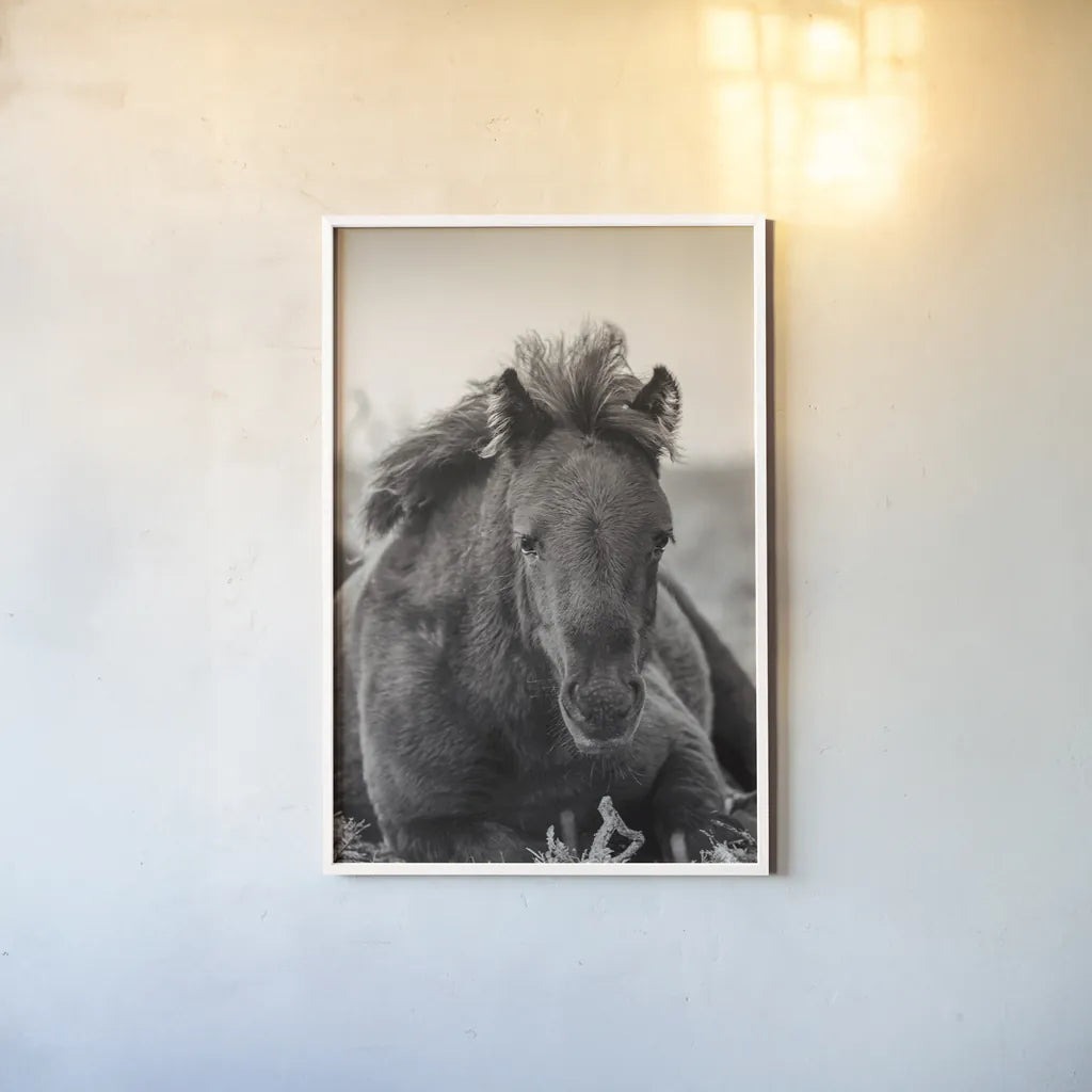 Wild Foal by Deborah Revell. shown as a paper print in a white frame. Available as a archival giclee rolled canvas, fine art paper, or poster print. SKU 94290h.