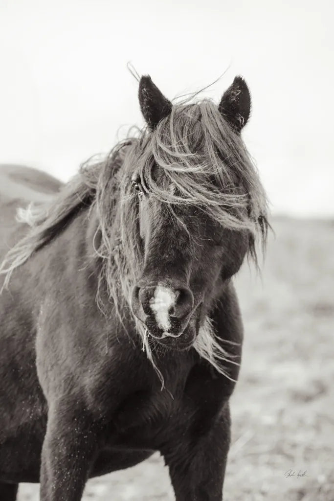 Wild Pony by Deborah Revell. SKU 94291h. Archival Giclee Fine art print for wall decor.