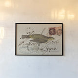 Willow Warbler by Deborah Revell. shown as a paper print in a black flame. Available as a archival giclee rolled canvas, fine art paper, or poster print. SKU 102701i.