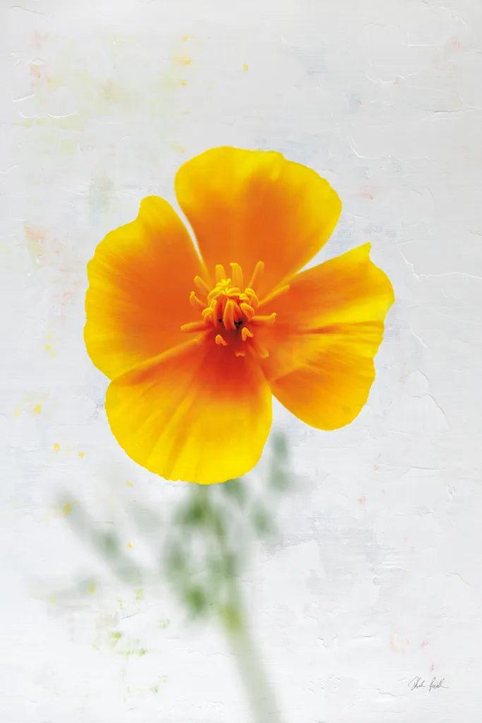 Wonderful Wildflowers V by Deborah Revell. SKU 93932h. Archival Giclee Fine art print for wall decor.