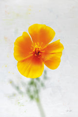 Wonderful Wildflowers V by Deborah Revell. SKU 93932h. Archival Giclee Fine art print for wall decor.