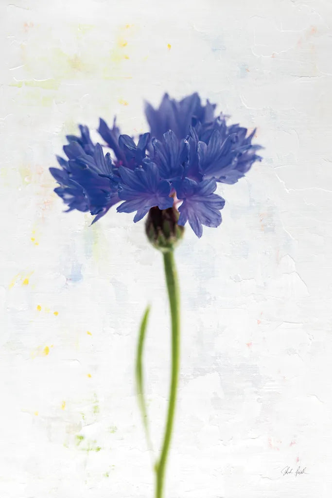 Wonderful Wildflowers VI by Deborah Revell. SKU 93933h. Archival Giclee Fine art print for wall decor.