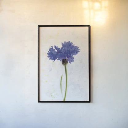 Wonderful Wildflowers VI by Deborah Revell. shown as a paper print in a black flame. Available as a archival giclee rolled canvas, fine art paper, or poster print. SKU 93933h.
