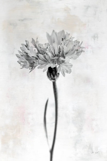 Wonderful Wildflowers VI Neutral by Deborah Revell. SKU 93950h. Archival Giclee Fine art print for wall decor.