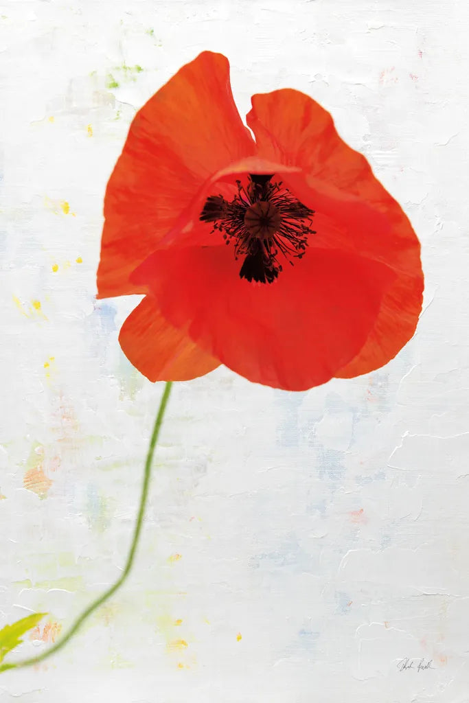 Wonderful Wildflowers VII by Deborah Revell. SKU 93934h. Archival Giclee Fine art print for wall decor.