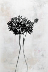 Wonderful Wildflowers VIII Neutral by Deborah Revell. SKU 93952h. Archival Giclee Fine art print for wall decor.