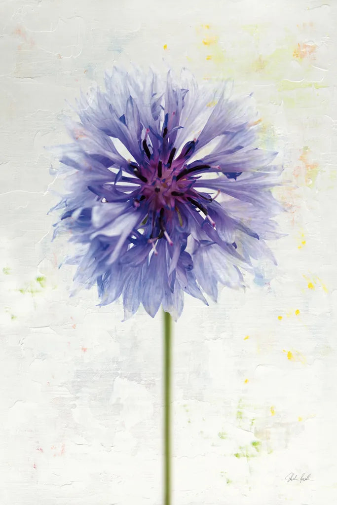 Wonderful Wildflowers X by Deborah Revell. SKU 93937h. Archival Giclee Fine art print for wall decor.