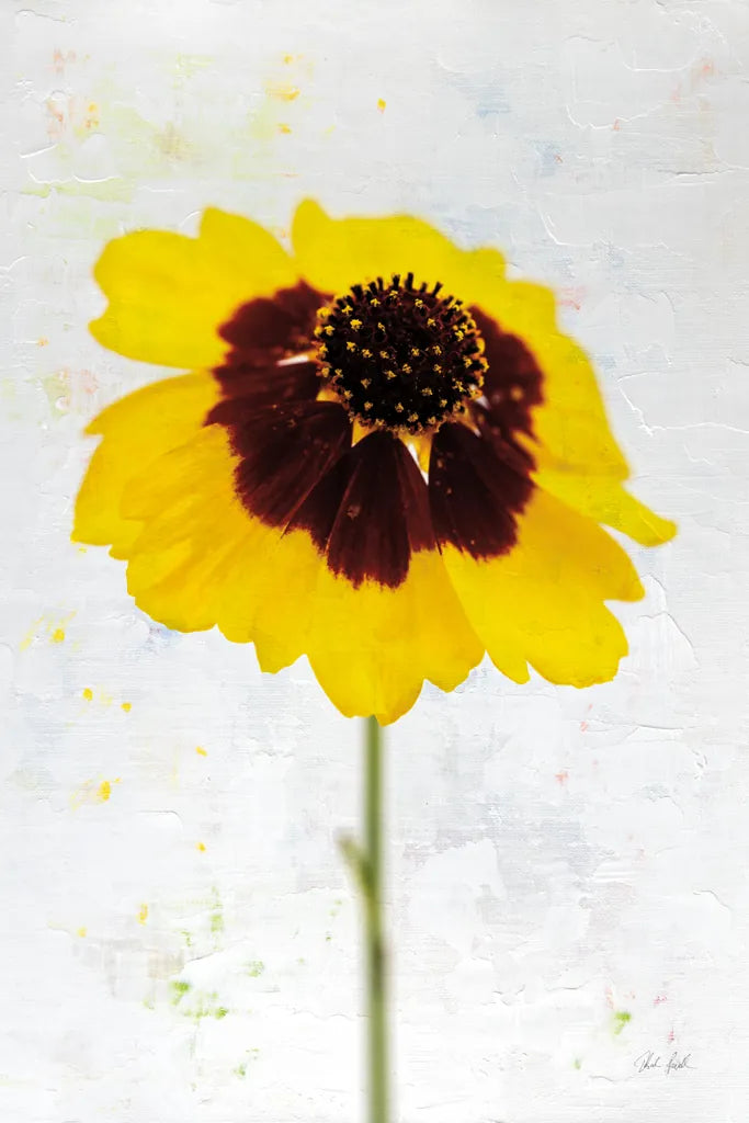 Wonderful Wildflowers XI by Deborah Revell. SKU 93938h. Archival Giclee Fine art print for wall decor.