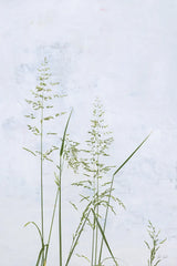 Yellow Oat Grass by Deborah Revell. SKU 93434h. Archival Giclee Fine art print for wall decor.