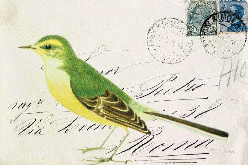 Yellow Wagtail by Deborah Revell