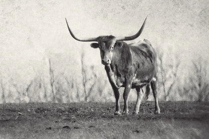 A Texas Longhorn by Debra Van Swearingen. SKU 81058i. Archival Giclee Fine art print for wall decor.