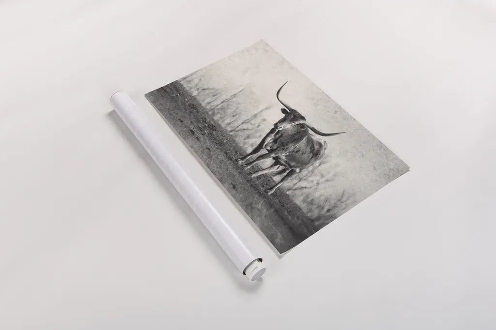 A Texas Longhorn by Debra Van Swearingen. shown as a rolled paper print. Available as archival giclee rolled canvas, fine art paper, or poster print. SKU 81058i.