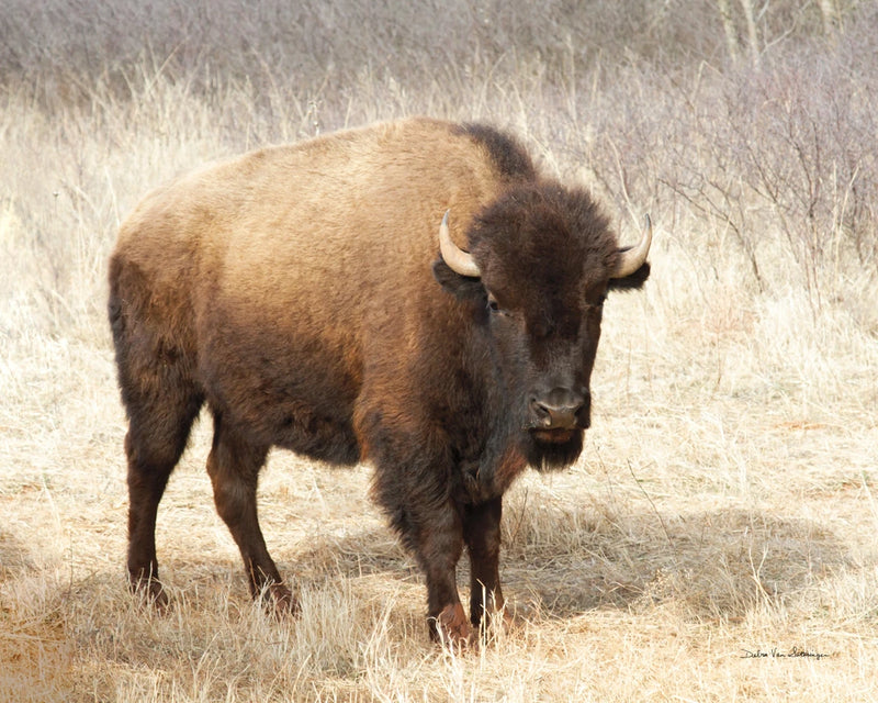 American Bison II by Debra Van Swearingen