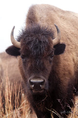 American Bison IV by Debra Van Swearingen. SKU 71673h. Archival Giclee Fine art print for wall decor.