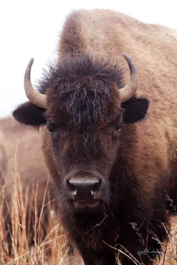 American Bison IV by Debra Van Swearingen. SKU 71673h. Archival Giclee Fine art print for wall decor.