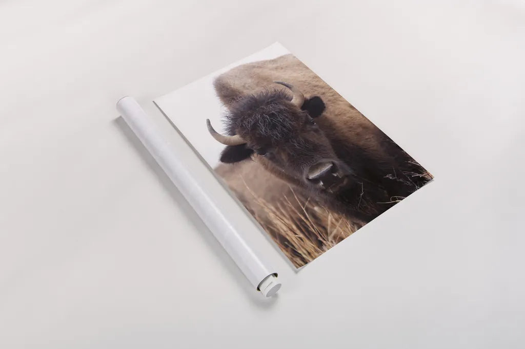 American Bison IV by Debra Van Swearingen. shown as a rolled paper print. Available as archival giclee rolled canvas, fine art paper, or poster print. SKU 71673h.