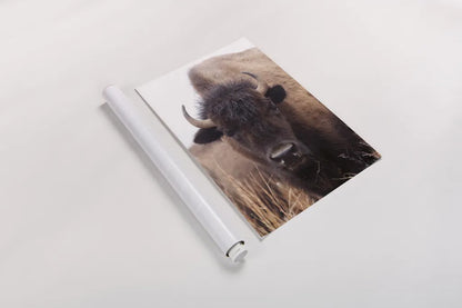 American Bison IV by Debra Van Swearingen. shown as a rolled paper print. Available as archival giclee rolled canvas, fine art paper, or poster print. SKU 71673h.