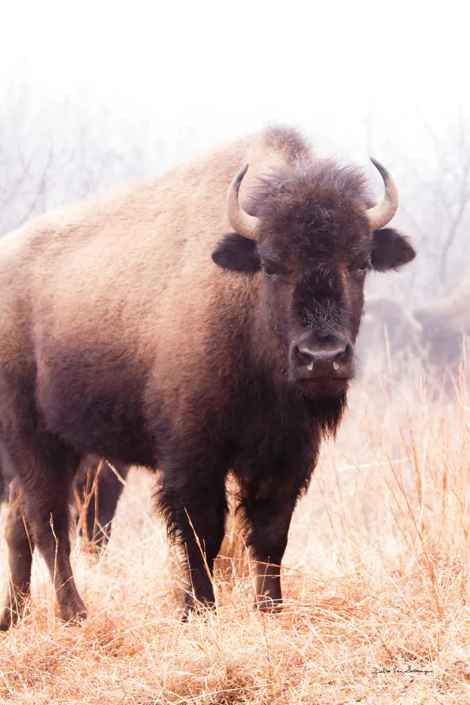 American Bison V by Debra Van Swearingen. SKU 71674h. Archival Giclee Fine art print for wall decor.