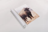 American Bison V by Debra Van Swearingen. shown as a rolled paper print. Available as archival giclee rolled canvas, fine art paper, or poster print. SKU 71674h.