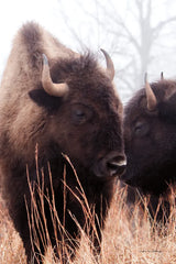 American Bison VI by Debra Van Swearingen. SKU 71675h. Archival Giclee Fine art print for wall decor.