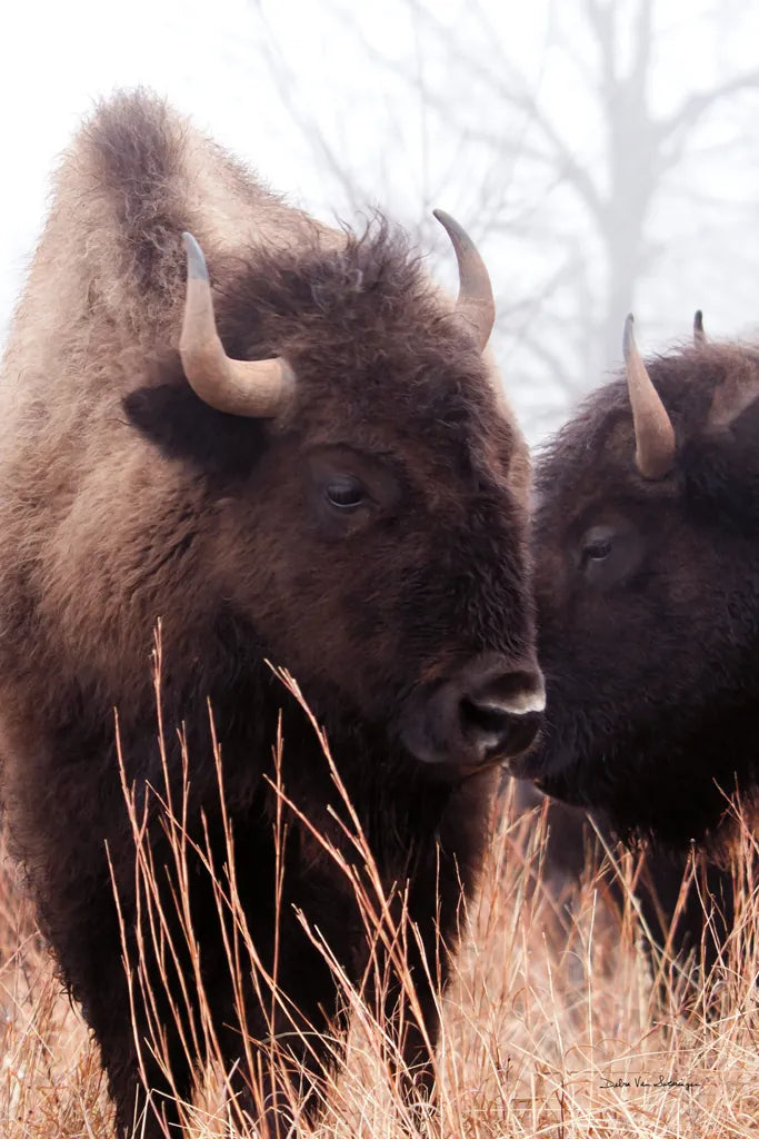 American Bison VI by Debra Van Swearingen. SKU 71675h. Archival Giclee Fine art print for wall decor.