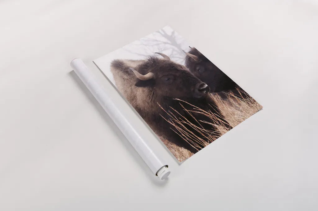 American Bison VI by Debra Van Swearingen. shown as a rolled paper print. Available as archival giclee rolled canvas, fine art paper, or poster print. SKU 71675h.