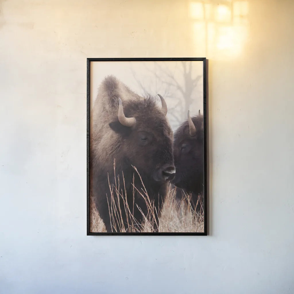 American Bison VI by Debra Van Swearingen. shown as a paper print in a black flame. Available as a archival giclee rolled canvas, fine art paper, or poster print. SKU 71675h.