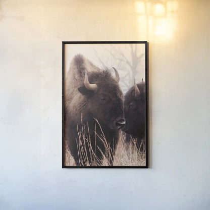 American Bison VI by Debra Van Swearingen. shown as a paper print in a black flame. Available as a archival giclee rolled canvas, fine art paper, or poster print. SKU 71675h.