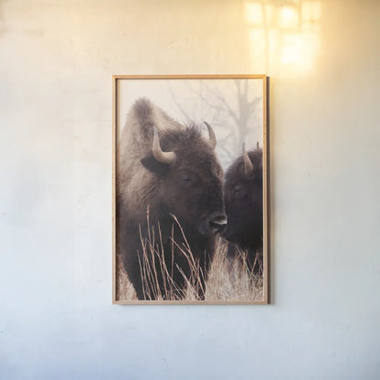 American Bison VI by Debra Van Swearingen. shown as a paper print in a natural frame. Available as a archival giclee rolled canvas, fine art paper, or poster print. SKU 71675h.