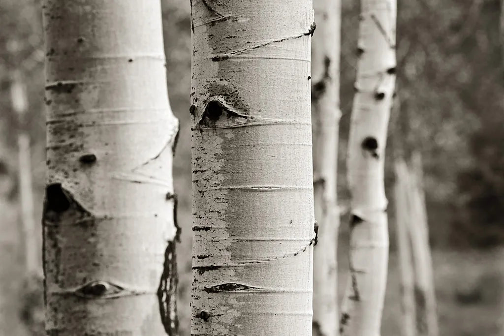 Aspens III by Debra Van Swearingen. SKU 23507i. Archival Giclee Fine art print for wall decor.