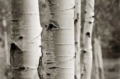 Aspens III by Debra Van Swearingen. SKU 23507i. Archival Giclee Fine art print for wall decor.