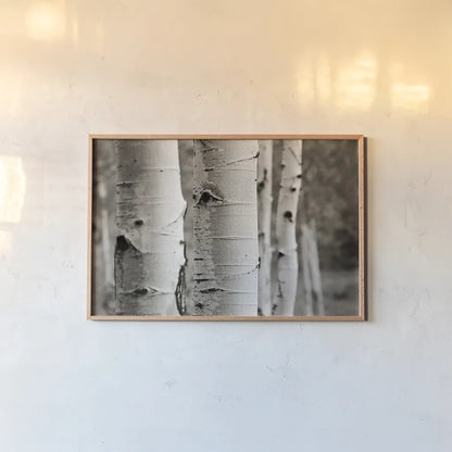 Aspens III by Debra Van Swearingen. shown as a paper print in a natural frame. Available as a archival giclee rolled canvas, fine art paper, or poster print. SKU 23507i.