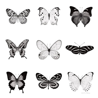 BW Butterfly Chart by Debra Van Swearingen. SKU 71330a. Archival Giclee Fine art print for wall decor.