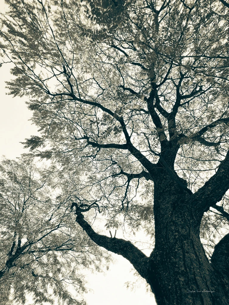 Branching Out II by Debra Van Swearingen