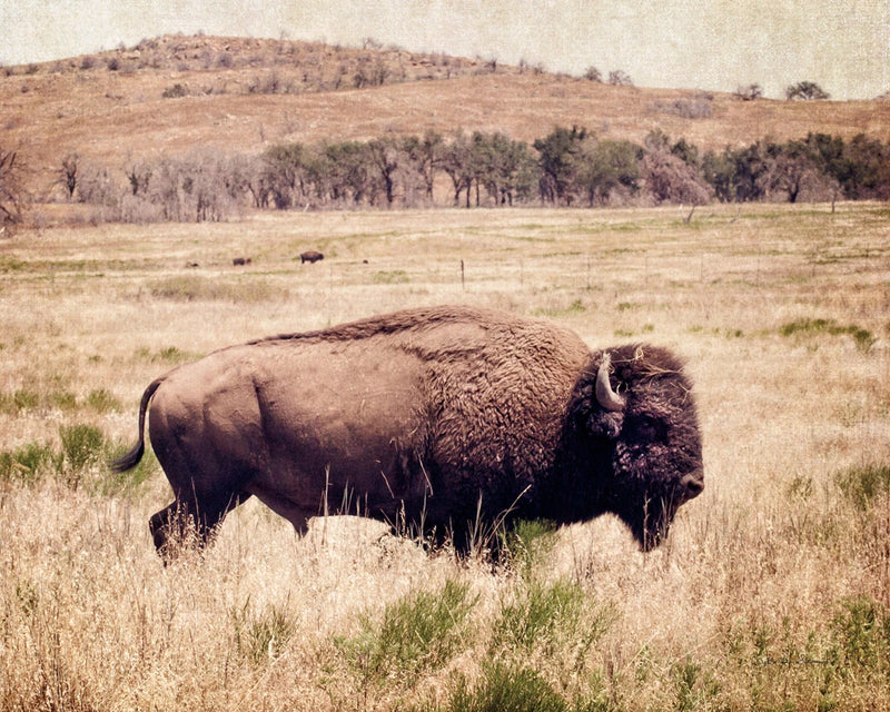 Buffalo I by Debra Van Swearingen