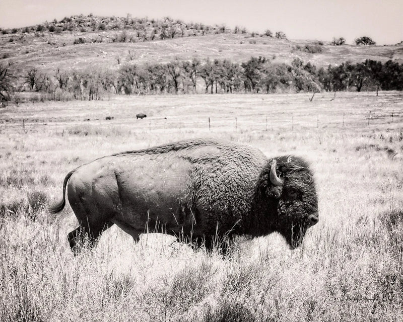 Buffalo I BW by Debra Van Swearingen