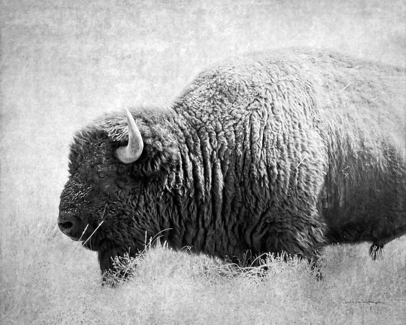 Buffalo II BW by Debra Van Swearingen