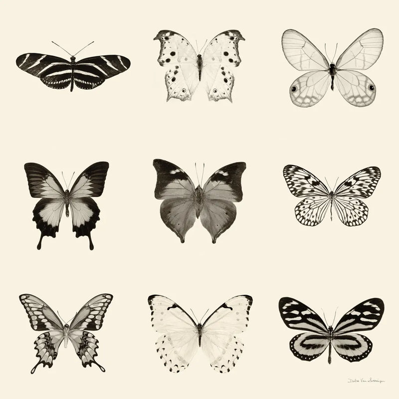 Butterfly BW 9 Patch by Debra Van Swearingen. SKU 27672a. Archival Giclee Fine art print for wall decor.
