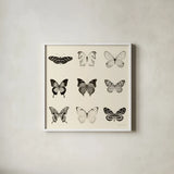 Butterfly BW 9 Patch by Debra Van Swearingen. Shown in a crisp white glass frame for a clean and minimalist style. Available as an archival giclee rolled canvas, fine art paper, or poster print. SKU 27672a.
